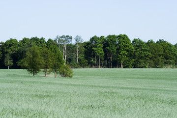 Rye field