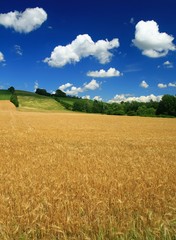 Fototapeta premium beautiful look on landscape in summer