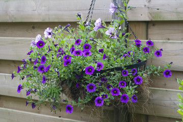 Hanging basket with purple flowers