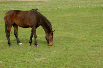 brown horse on the  green medow