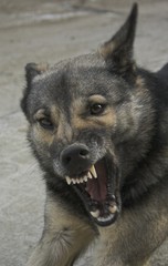 Angry Dog
