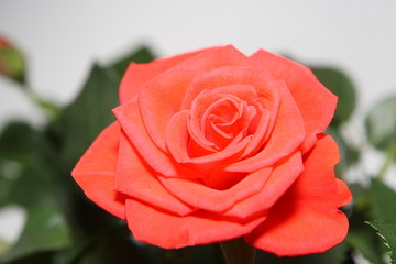 Beautiful red rose