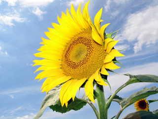 sunflower 3_0896