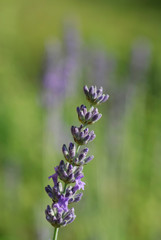 Lavender Solo