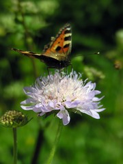 butterfly on a violet flower