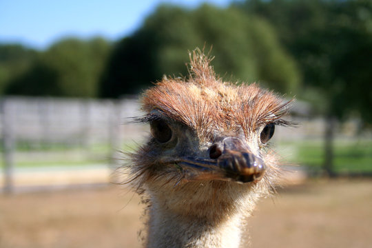 Young ostrich birds in the farm