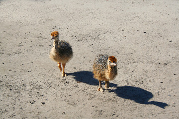 Young ostrich birds in the farm