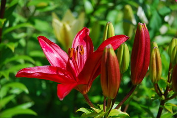 flowers in the garden