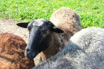 Cute sheep on the  meadow