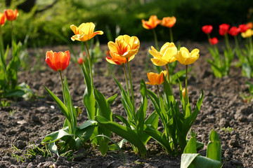 Red and yellow tulips (selective focus on the one in the front)