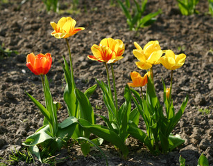 Row of yellow and red tulips (backlit)