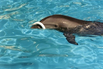 dauphin