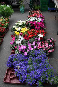 Blumenverkauf auf dem Wochenmarkt