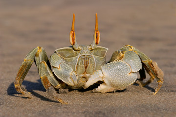 Ghost crab 04