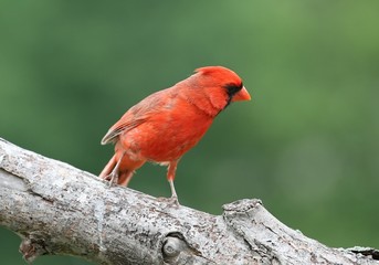 Simply red