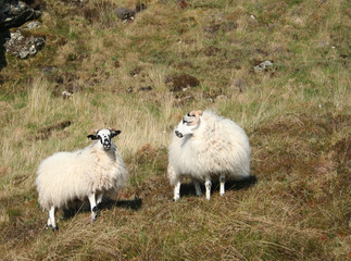 one sheep looking at another