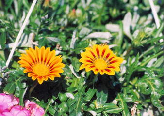 buttercups