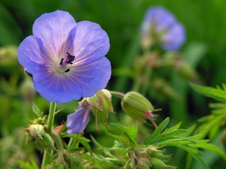 geranium blue flowers on a meadow