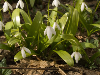 Snowdrops