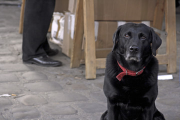 Dog in waiting Paris France