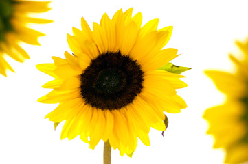 Sun Flowers