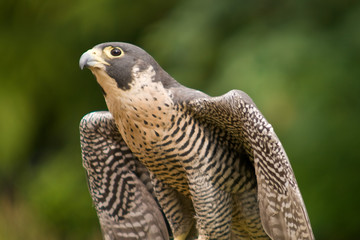 Peregrine Falcon