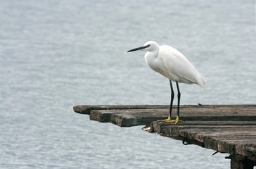Egret on a pier