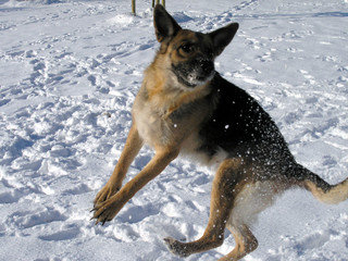 Acrobazie canine