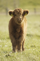 Fototapeta premium Galloway calf on meadow