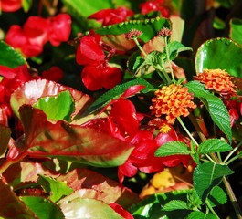dragons tongue plant