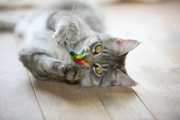 Cute gray kitten lying on a wooden floor playing with it's toy - Powered by Adobe