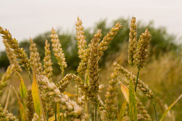 Fototapeta premium Roggen