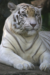 White Tiger