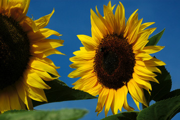 Sonnenblume 6