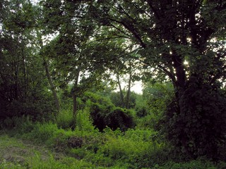 green willow coppice 