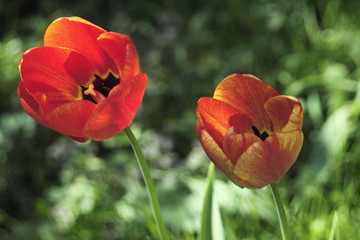 Fototapeta na wymiar Tulipan