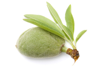 Young nut of almonds on a white isolated background