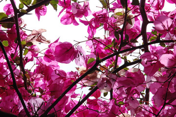 Desktop di fiori