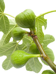 Fruits of a tree of a fig with leaves 