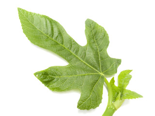 Fototapeta premium The leaf of a tree of a fig it is isolated on a white background