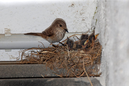 Usignoli nel nido e mamma