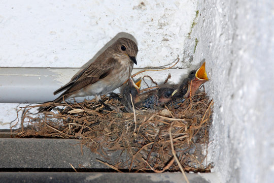 Usignoli nel nido e mamma