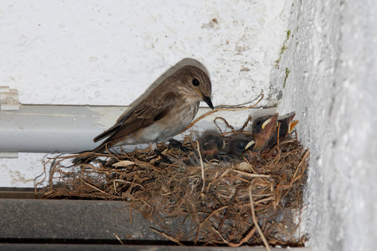 Usignoli nel nido e mamma