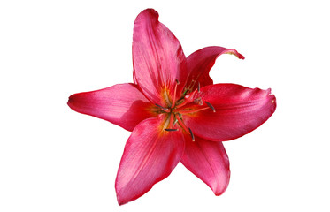  Red Lily blossom Isolated On A White Background