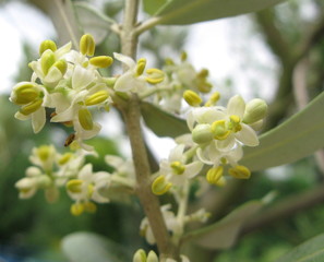 olive tree flowers