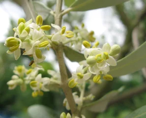 Deurstickers Olijfboom olive tree flowers