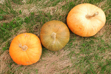 Three pumpkins