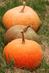 Three pumpkins