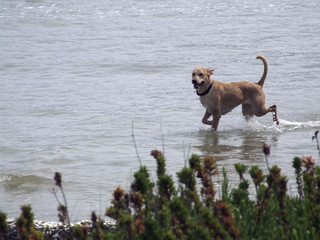 cane che corre nel mare