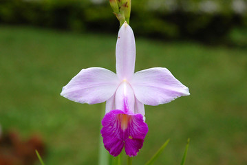 Flor